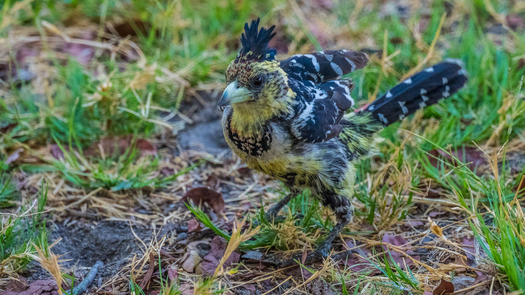Haubenbartvogel