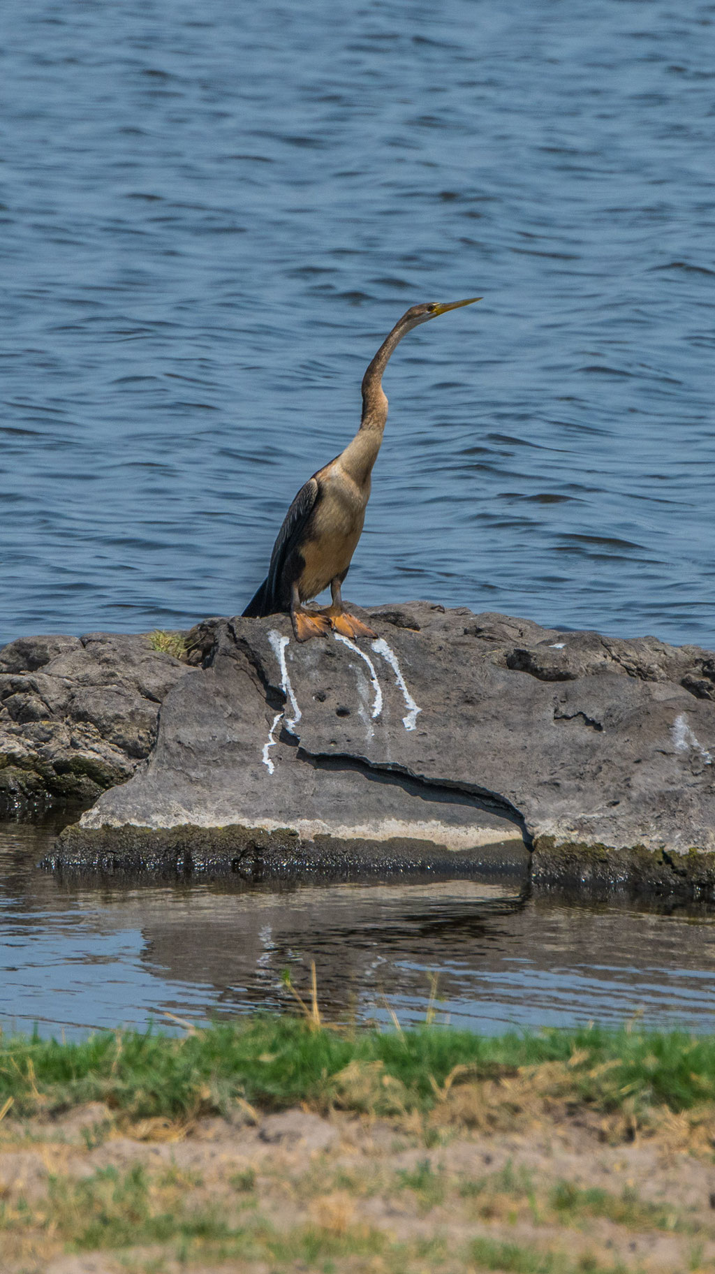 Schlangenhalsvogel (Anhinga rufa)