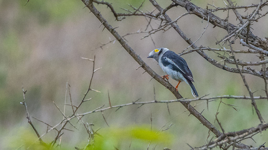 Weissschopf-Brillenvanga (Prionops plumatus)