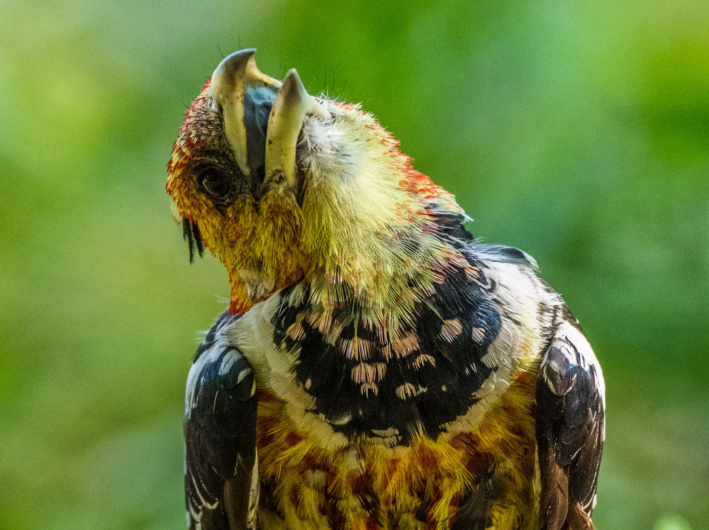 Haubenbartvogel