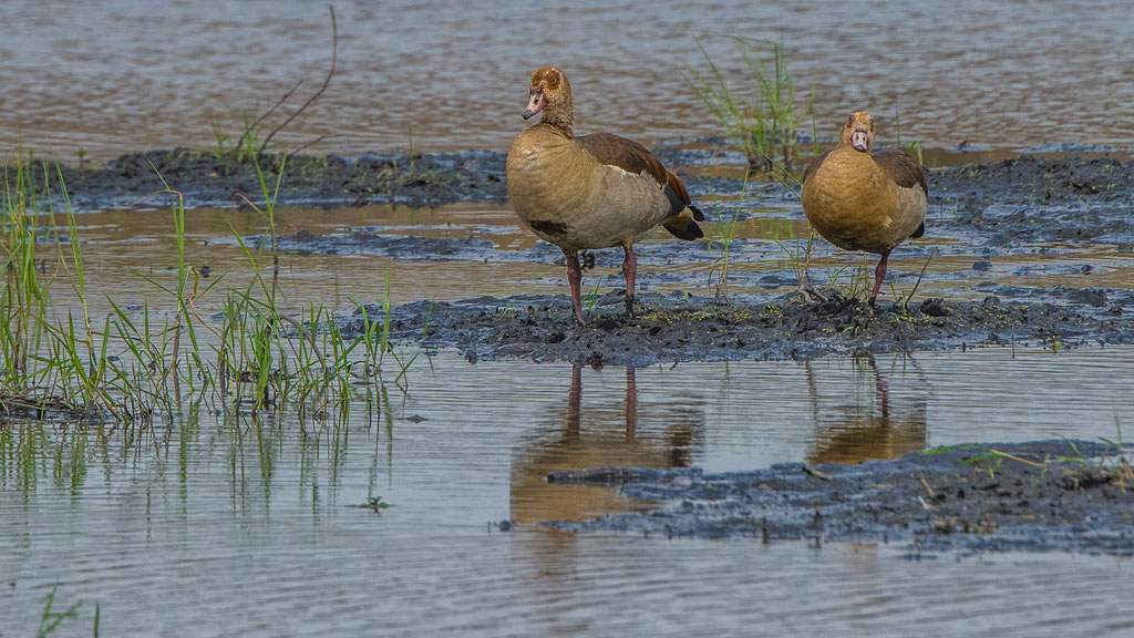 Nilgans