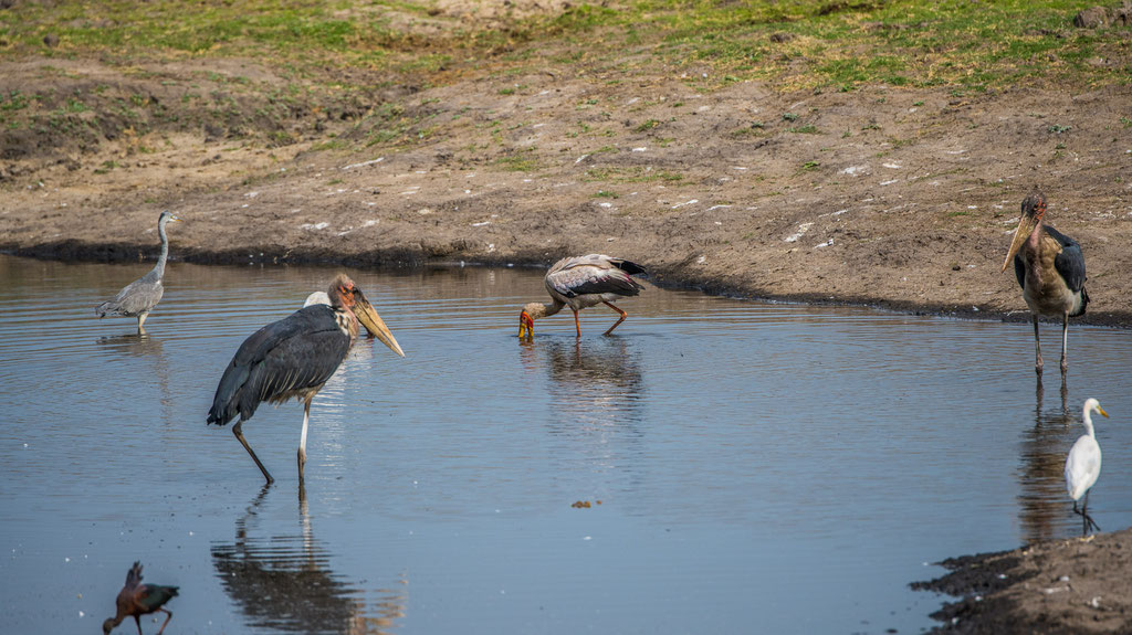 Marabus und Reiher