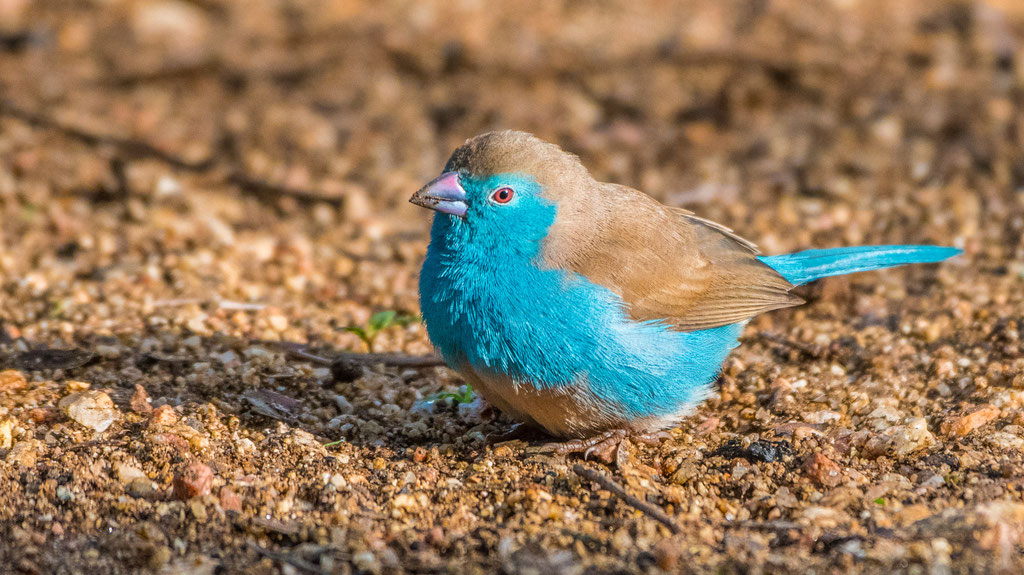 Blauastrild (Uraeginthus angolensis)