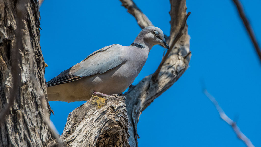 Gurrtaube (Streptopelia capicola)
