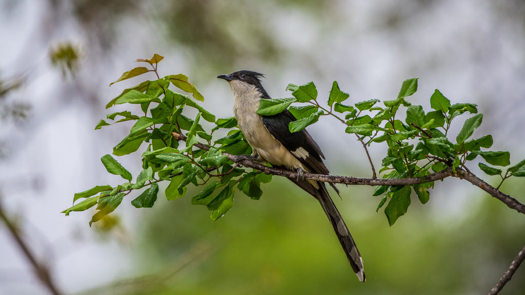 Jakobinerkuckuck (Clamator jacobinus)