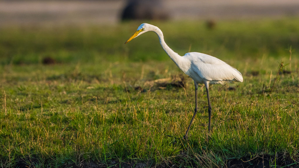 Silberreiher (Ardea alba)