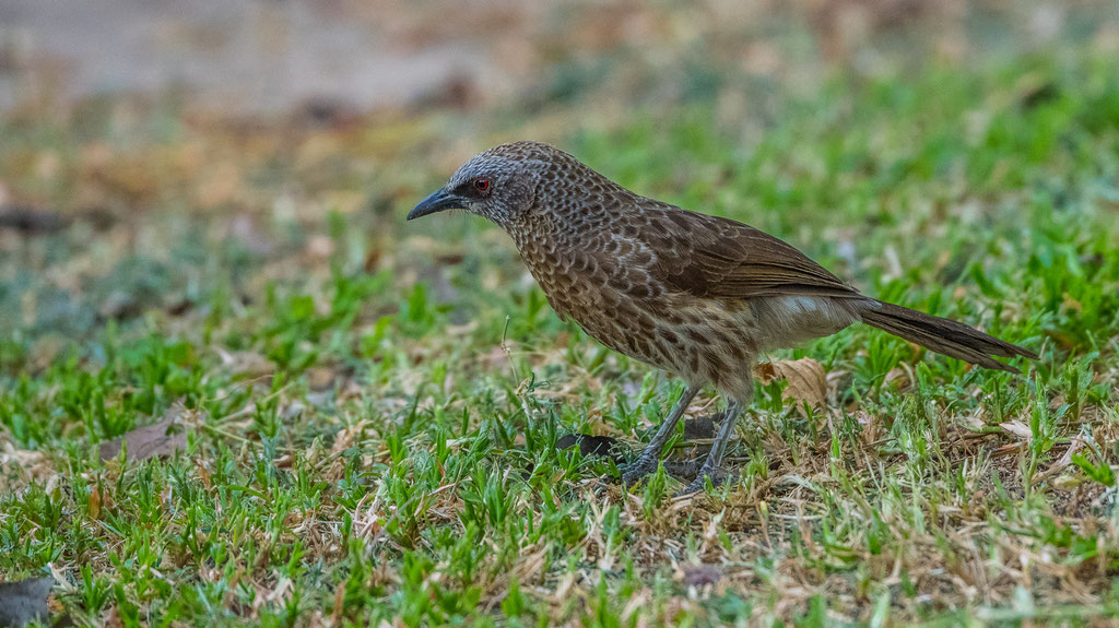 Hartlaubdrosselhäherling (Turdoides hartlaubii)