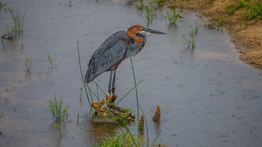 Goliathreiher (Ardea goliath)