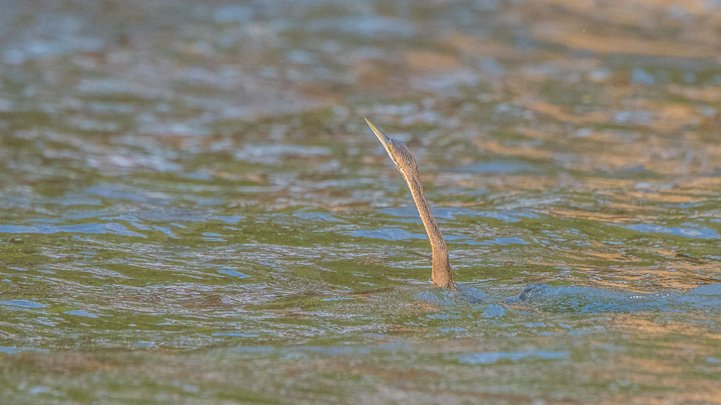 Schlangenhalsvogel 