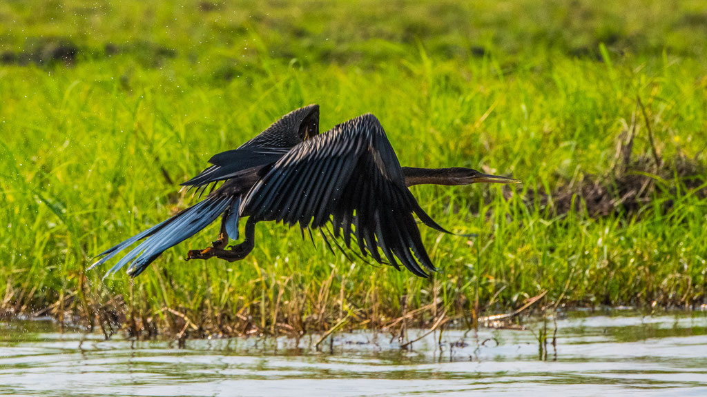 Schlangenhalsvogel