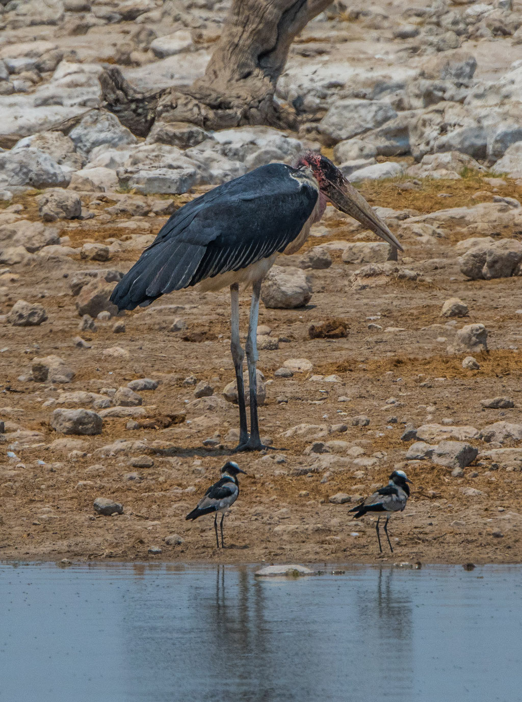 Marabu (Leptoptilos crumenifer)