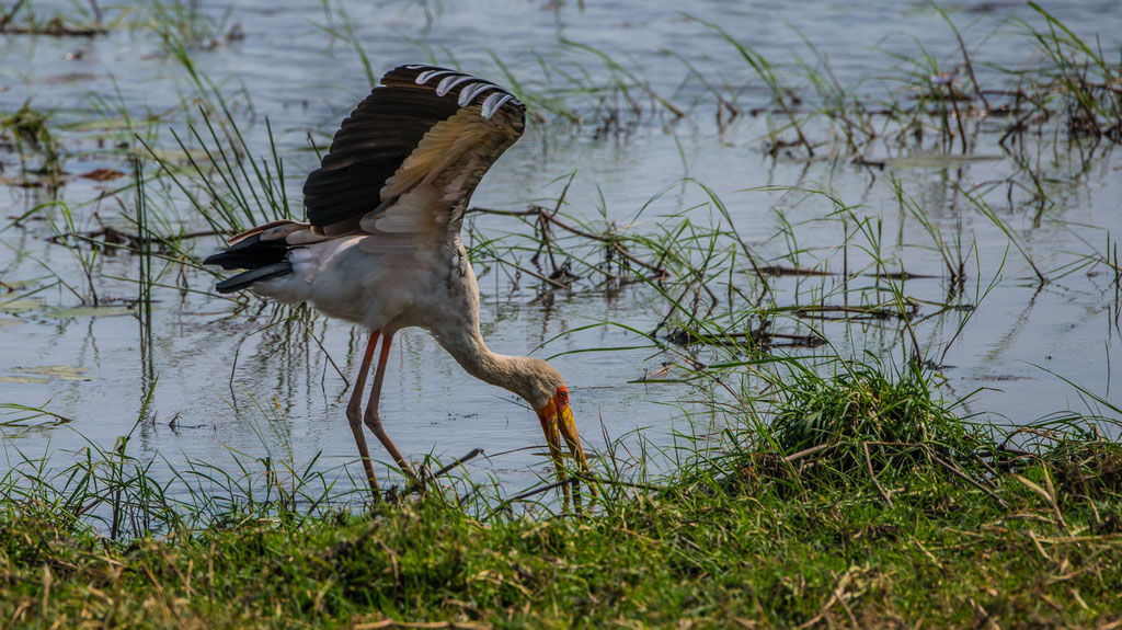 Nimmersatt (Mycteria ibis)