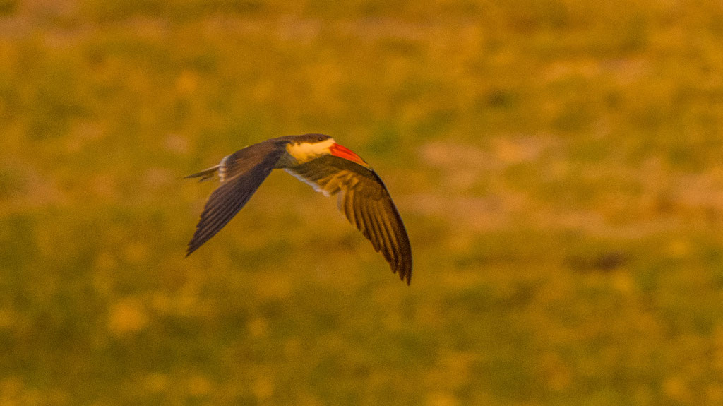 Afrikascherenschnabel (Rynchops flavirostris)