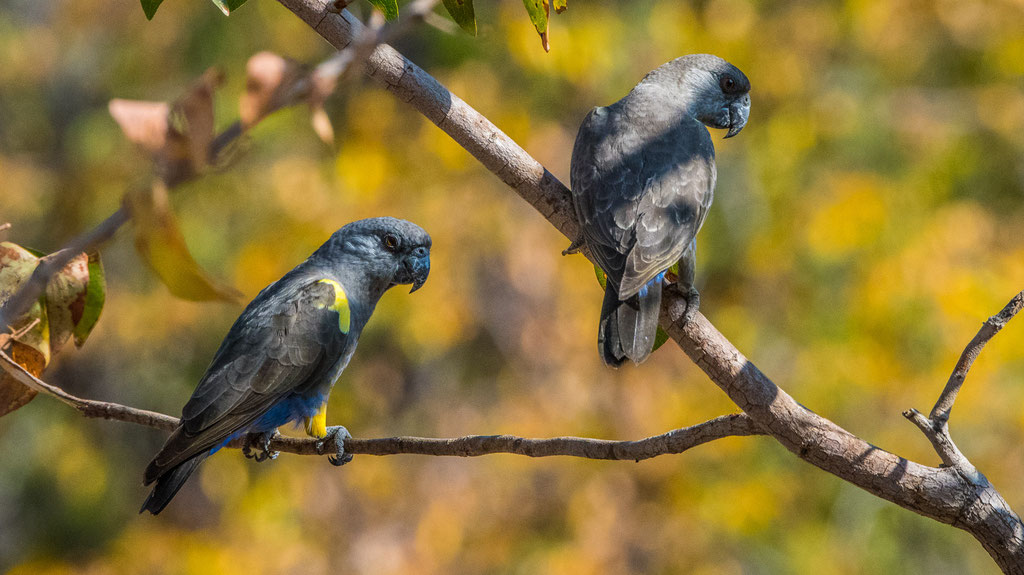 Rüppelpapagei (Poicephalus ruepellii)