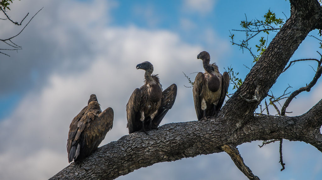Dünnschnabelgeier (Gyps tenuirostris)
