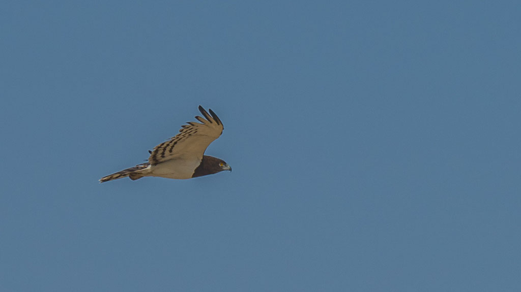 Schwarzbrustschlangenalder (Circaetus pectoralis)