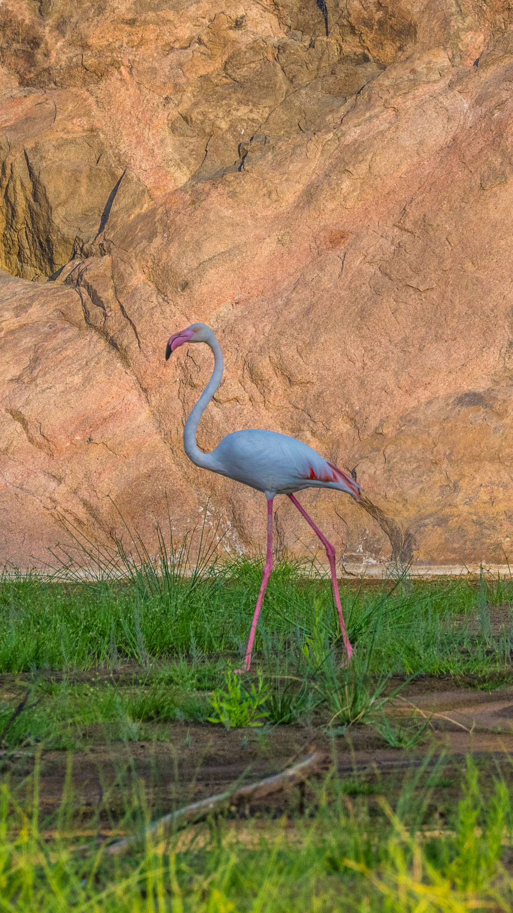 Rosaflamingo
