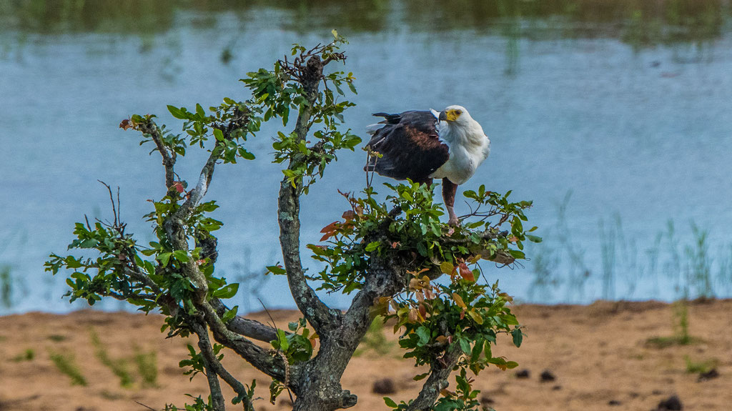 Schreiseeadler