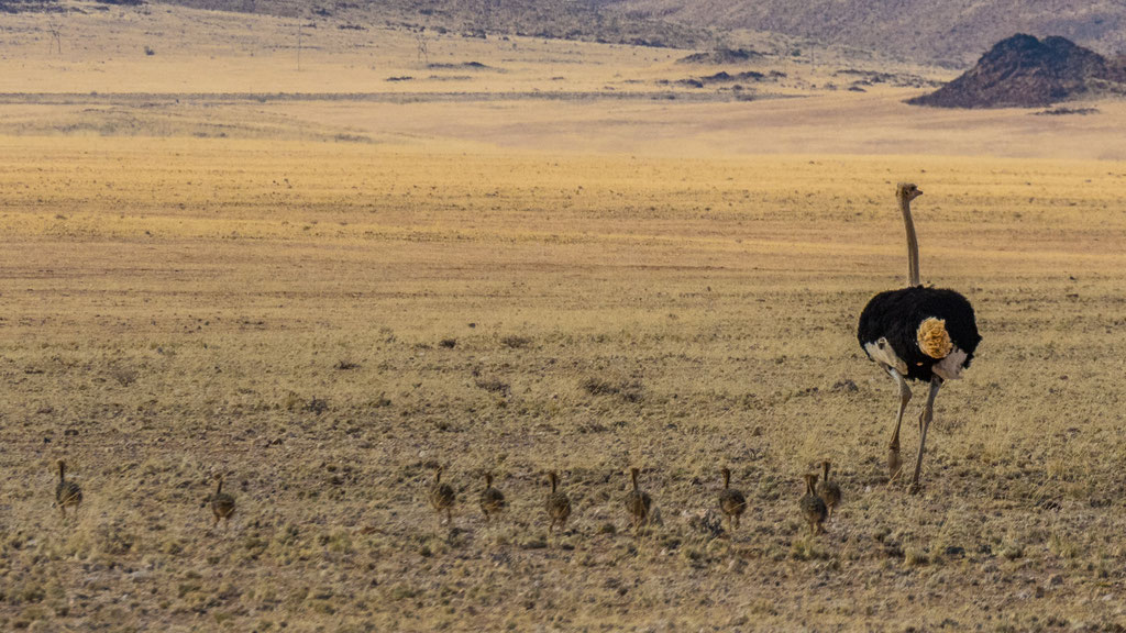 Afrikanischer Strauss (Struthio camelus)
