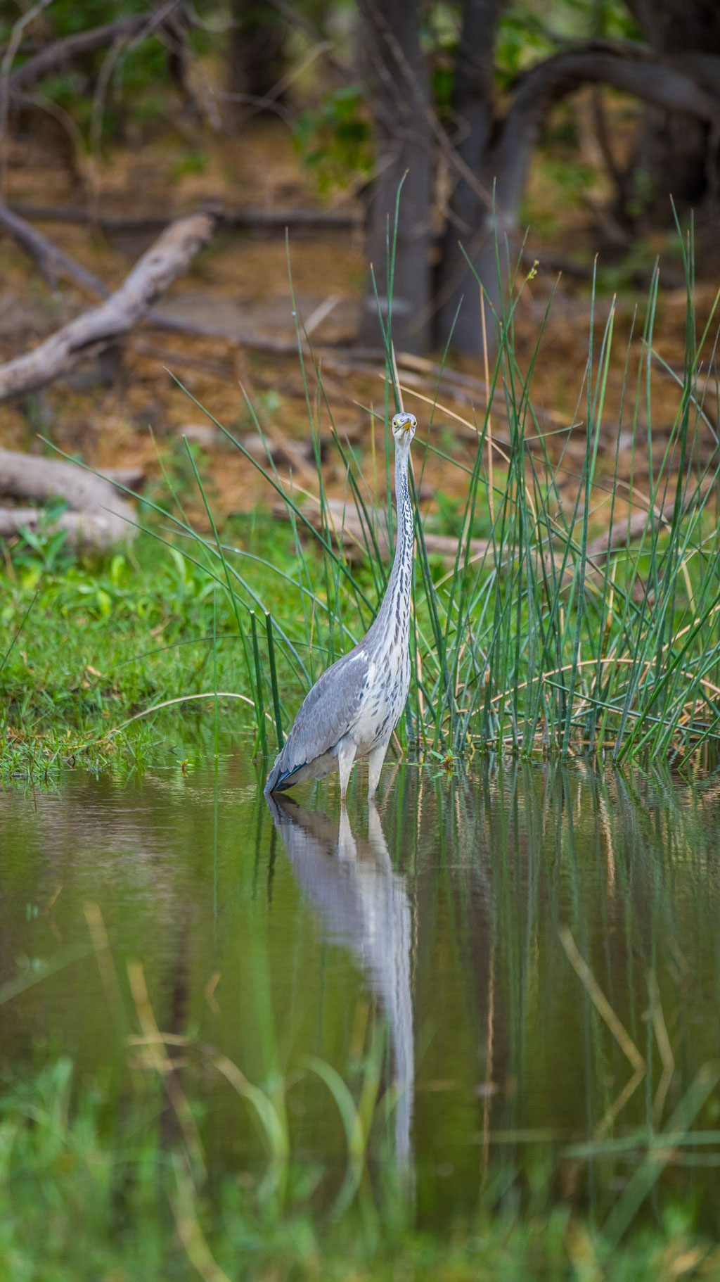 Graureiher (Ardea cinerea)