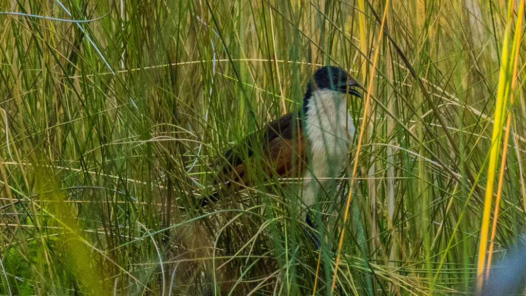 Kupferschwanzkuckuck (Centropus cupreicaudus)
