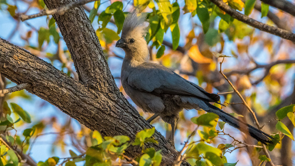 Graulärmvogel (Crinifer concolor)