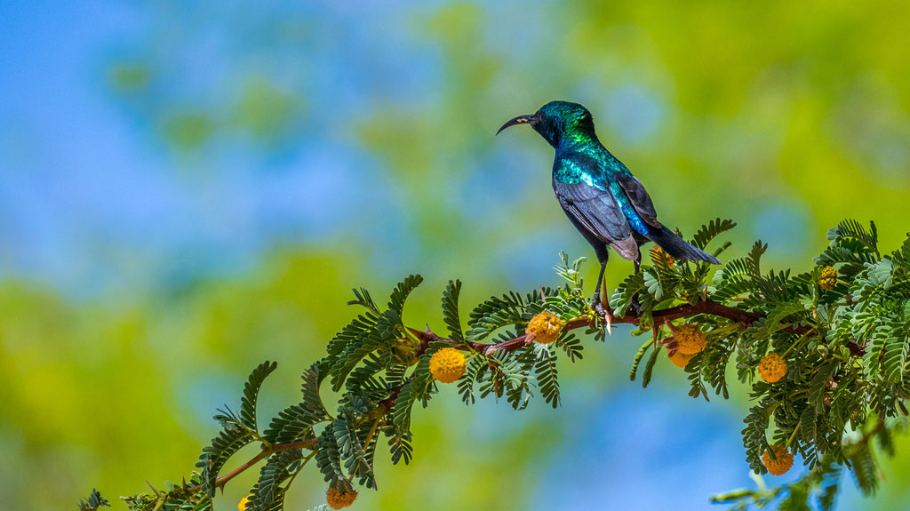 Weissbauchnektarvogel (Cinnyris talatala)