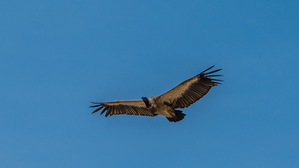 Weissrückengeier (Gyps africanus)