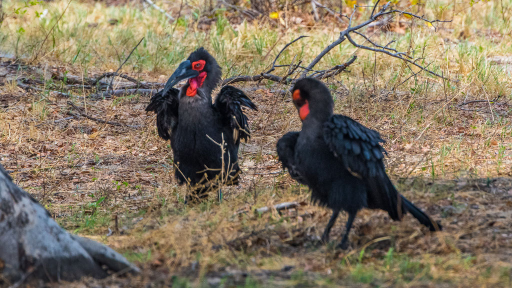 Rotgesicht-Hornrabe (Bucorvus leadbeateri)
