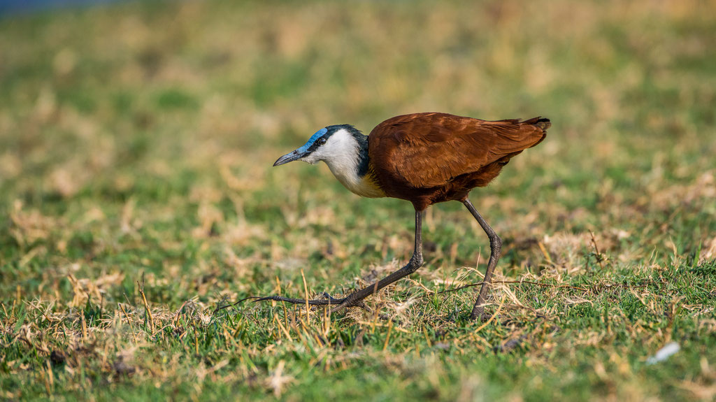 Blaustirn-Blatthühnchen (Actophilornis africanus)