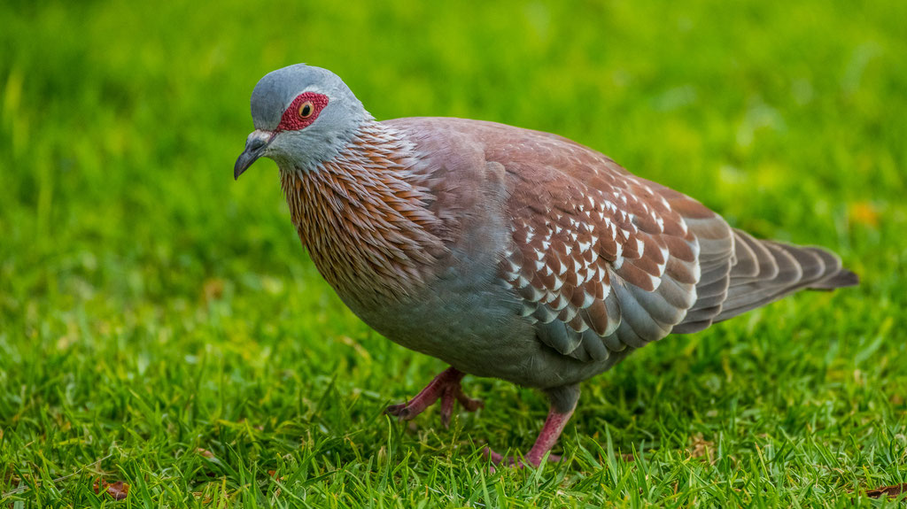 Guineataube (Columba guinea)
