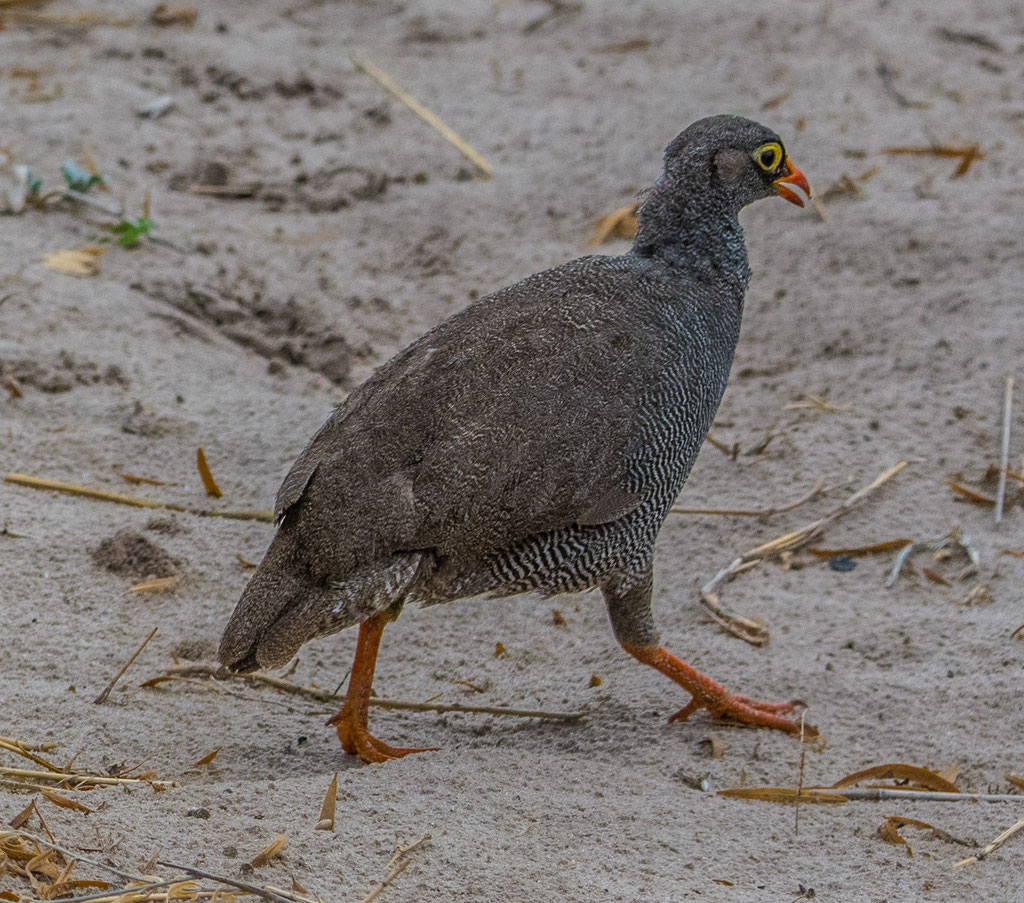 Rotschnabelfrankolin (Pternistis adpersus)