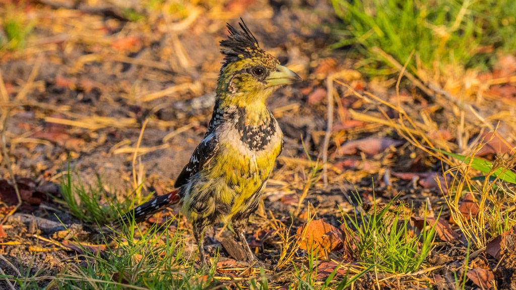 Haubenbartvogel