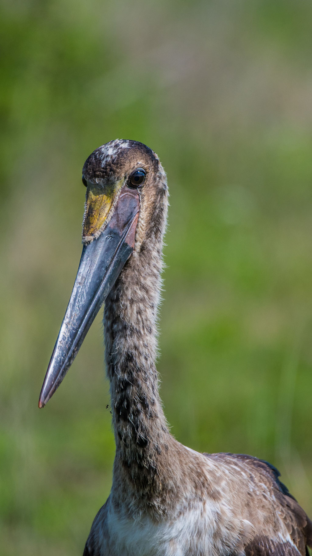 Marabu