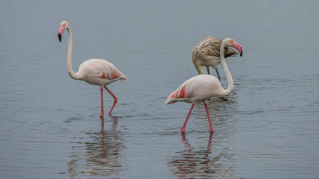 Rosaflamingo (Phoenicopterus roseus)