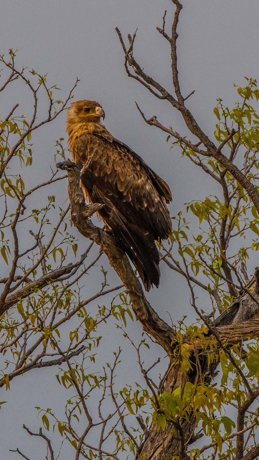 Steppenadler (Aquila nipalensis)