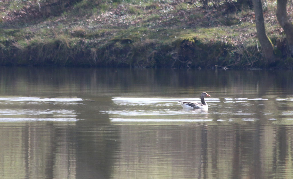 Gans im großen Teich