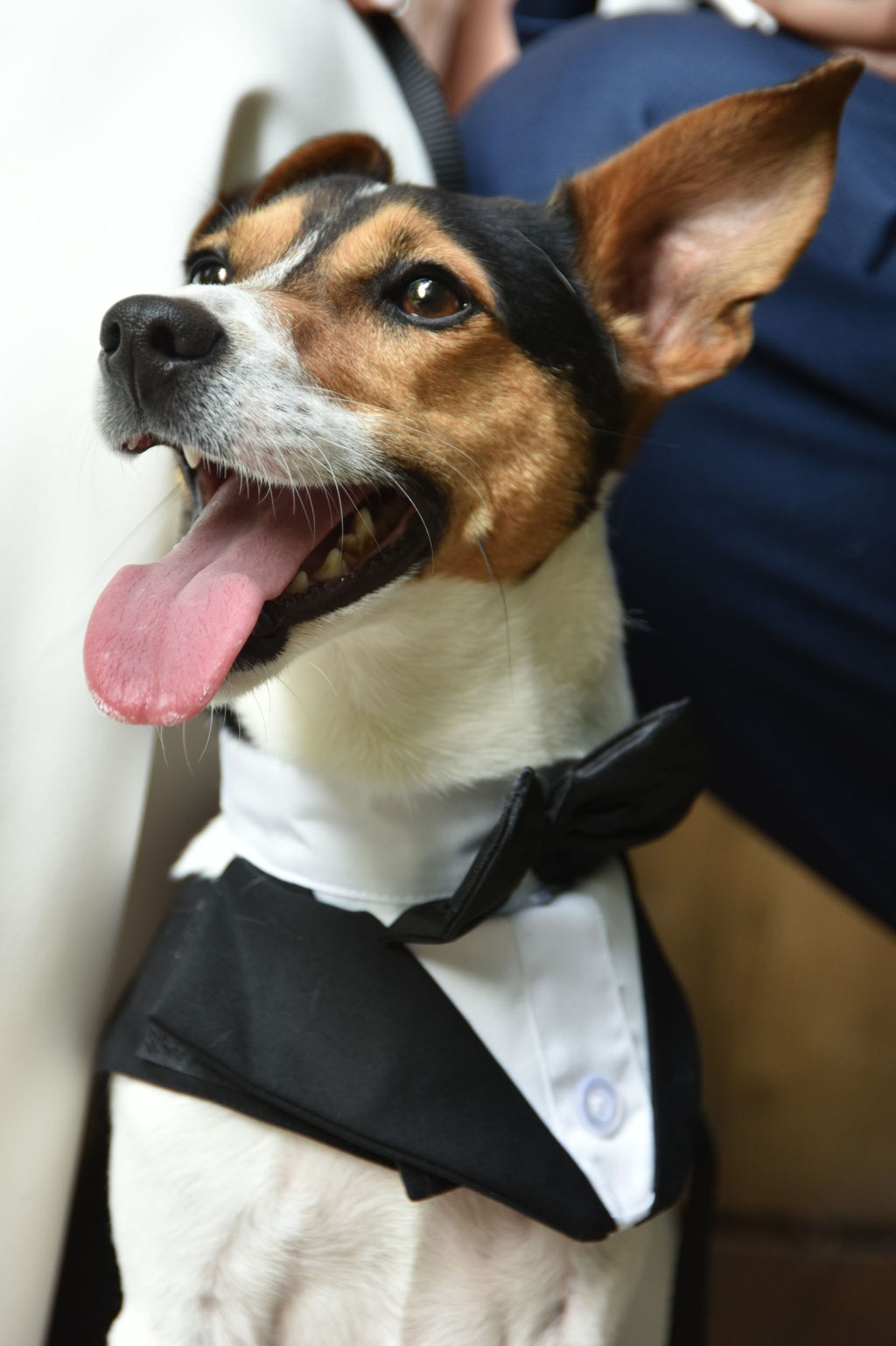 Jack Russel im Hochzeitsoutfit - Hochzeitsfotograf Herford