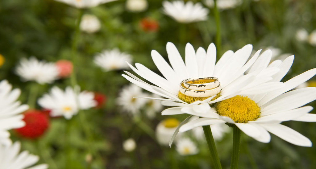 Ringe auf Margeritten- Hochzeitsfotograf Bielefeld
