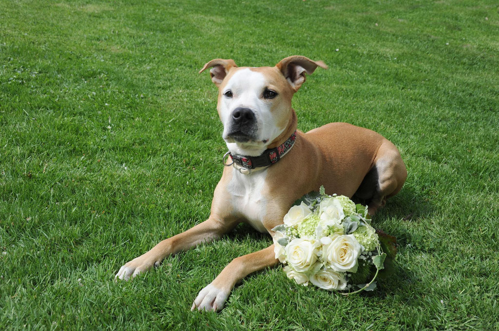 Hochzeit und Hund 
