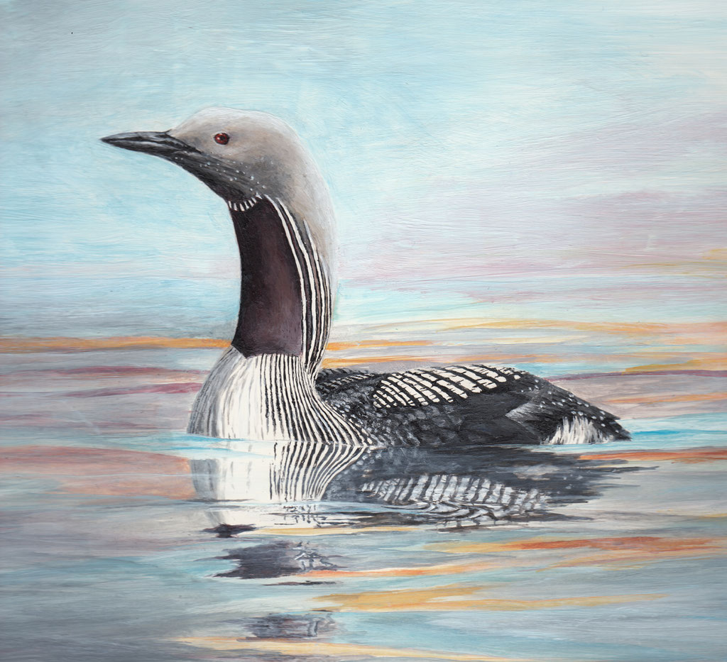 Arctic loon with acrylics for the EBBA 2