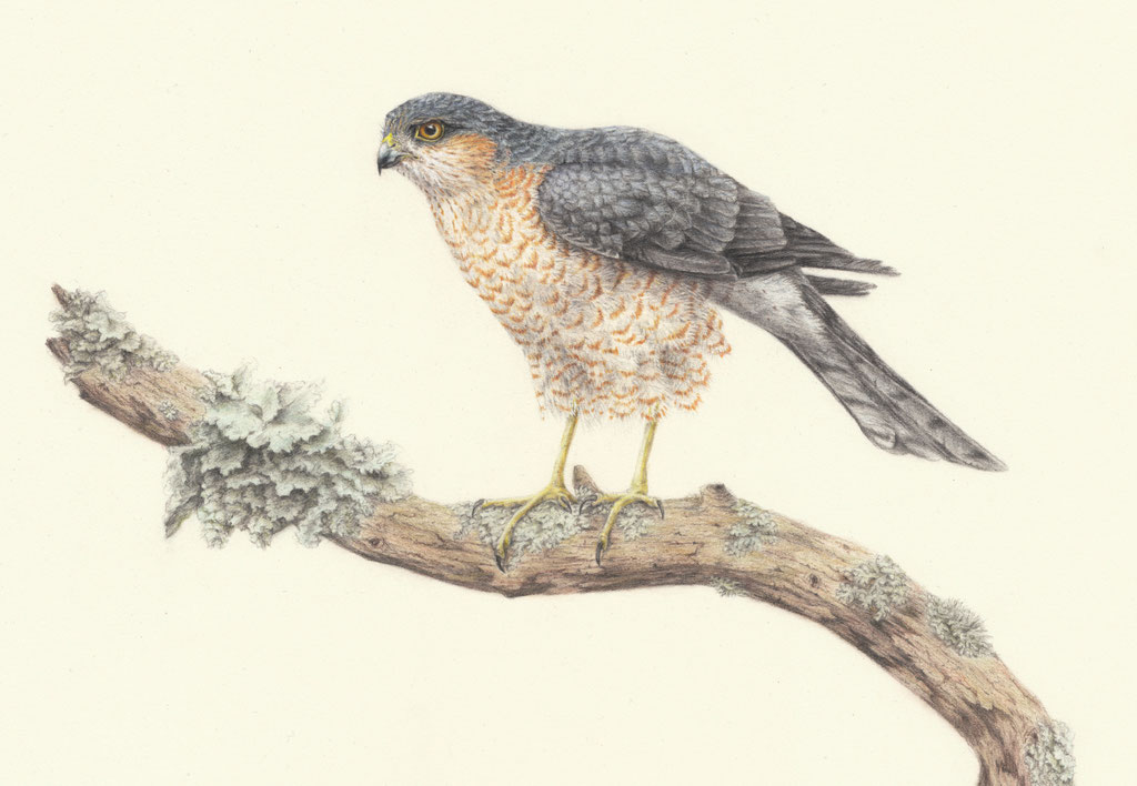 Sparrow hawk (Accipiter nisus) with colored pencils for the EBBA 2 (sold)