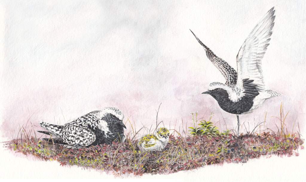 Grey plover (Pluvialis squatarola) with acryl for the new EBBA 2 (sold)