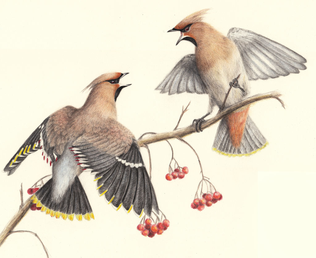 Bohemian Waxwings (Bombycilla garrulus) with colored pencils and watercolor