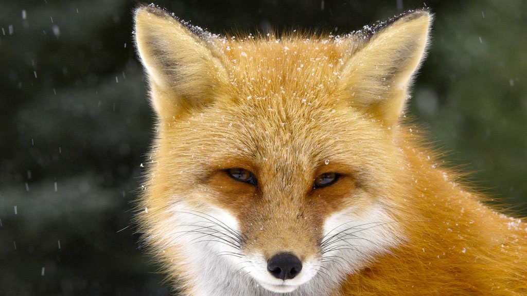 Fox