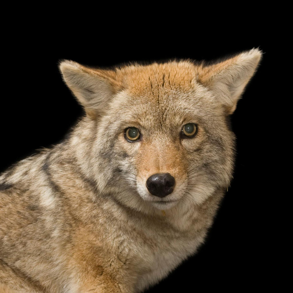 Coyote