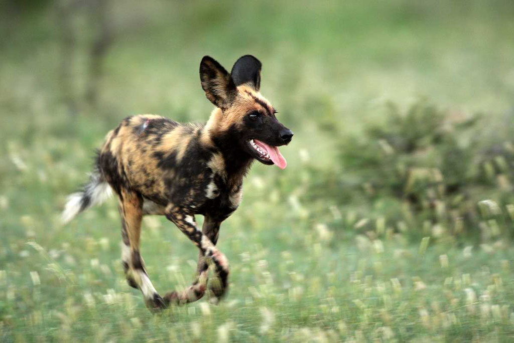 Wild Dog