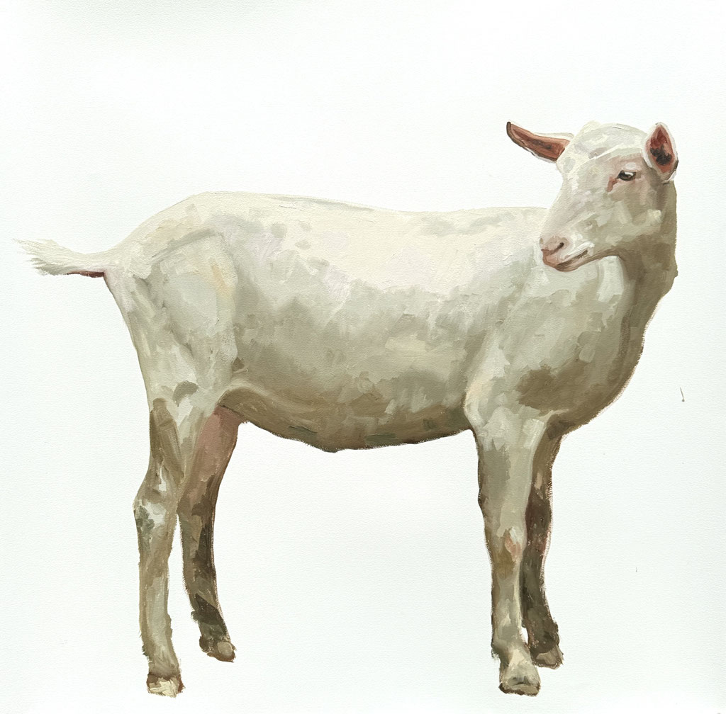 Silent gaze, oil on paper 100x100cm 