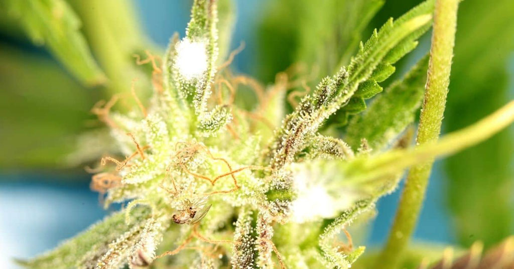Mehltau auf Cannabis Blüte