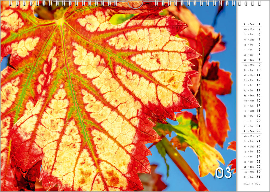 The Wine Wall Calendar "Fireworks" ... "Only" Motley Autumn Wine Leaves. One of 12 Wine Wall Calendars from "Bach 4 You".